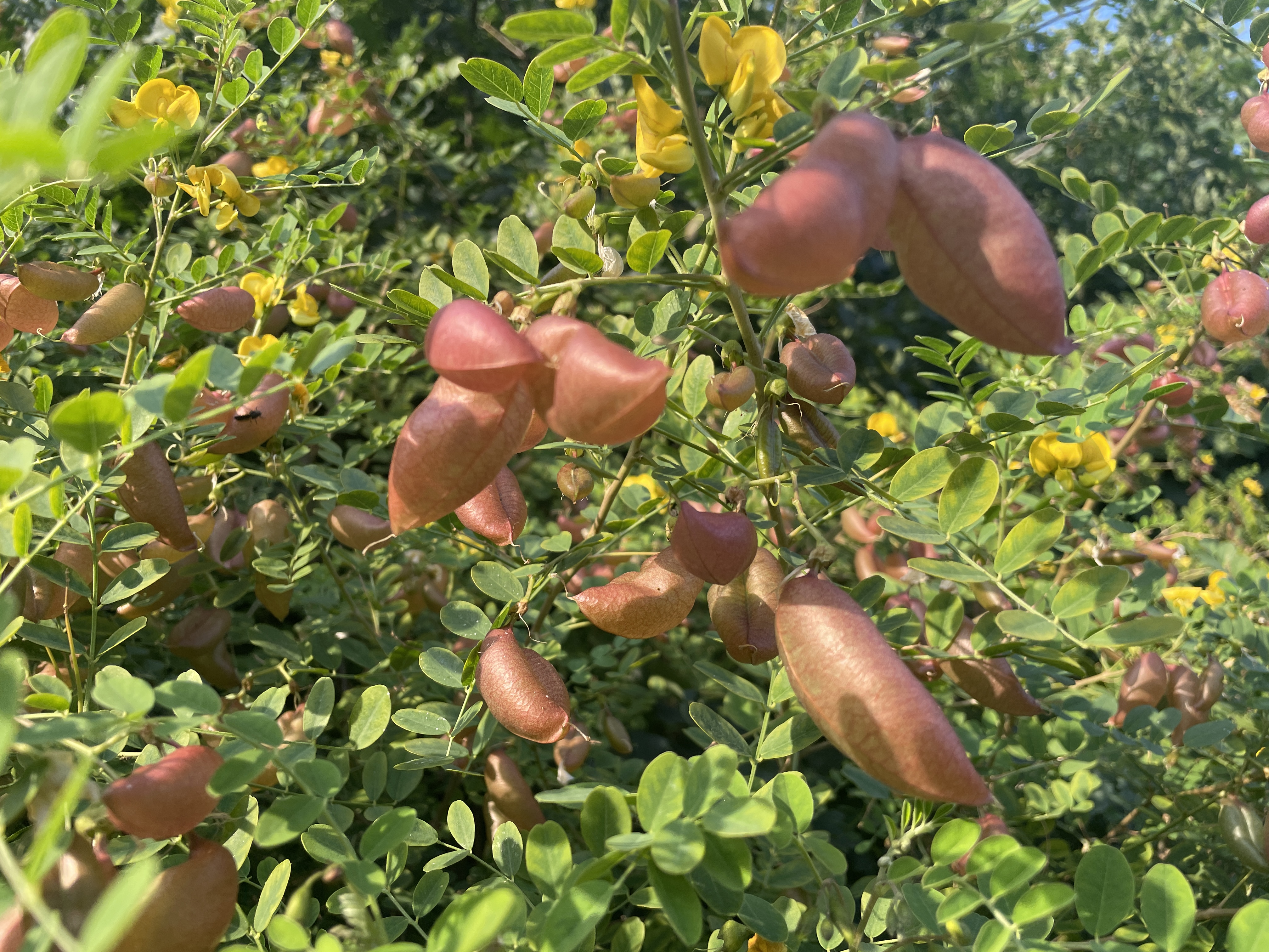 Unique flowers/leaves
